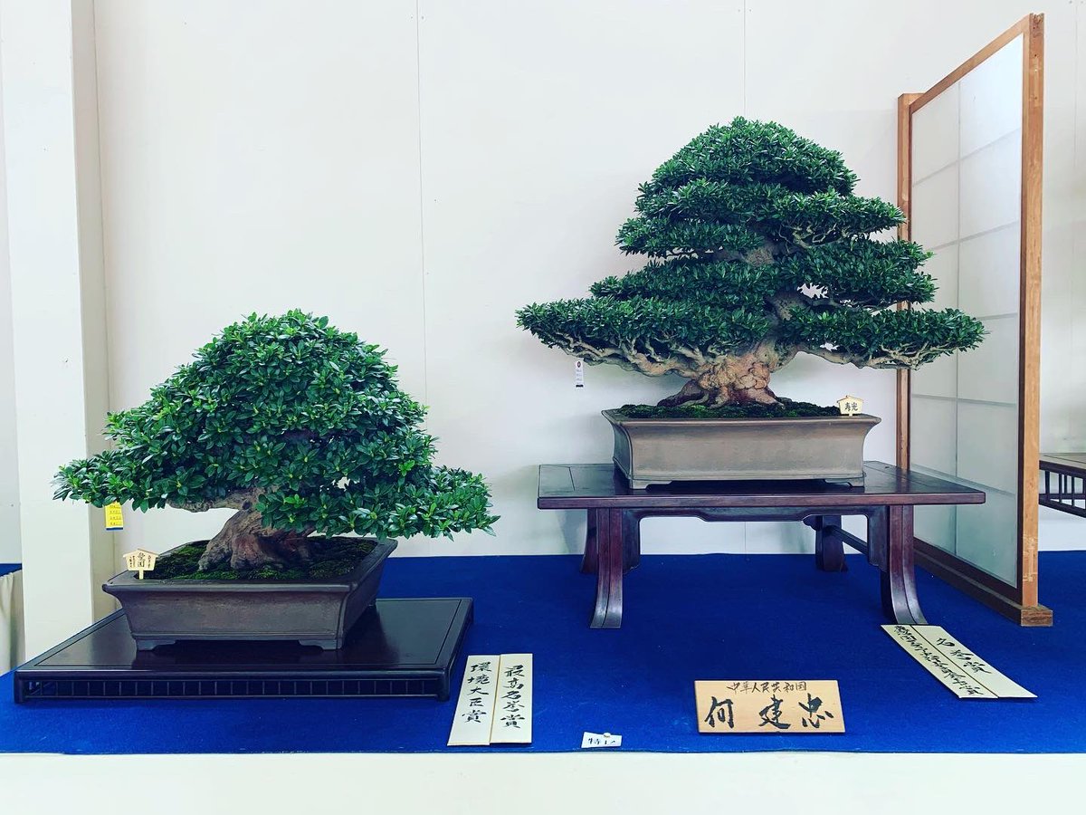 公財 鹿沼市花木センター公社 Bonsaizamurai Twitter