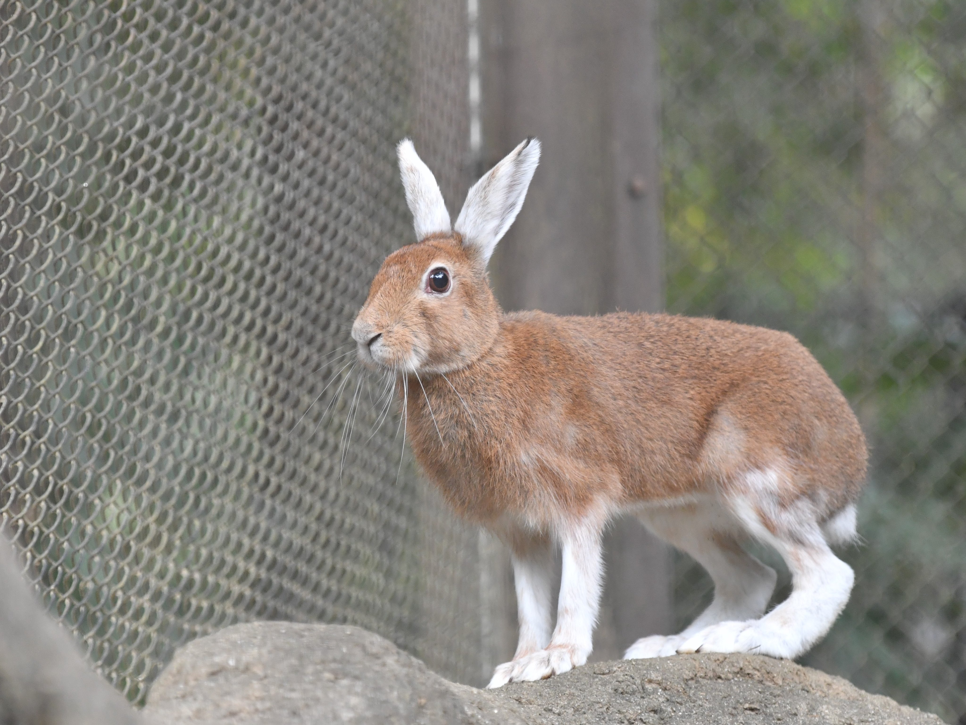 تويتر Koichi Murata على تويتر 冬の準備 耳と四肢から白くなってきました トウホクノウサギ Hare T Co 5nxgfxcwus