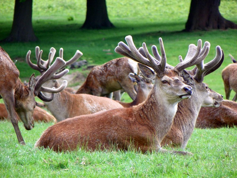 Обитания оленей в россии. Благородный олень (Cervus elaphus). Благородный олень ареал. Олень Марал фото. Англия благородный олень группа.