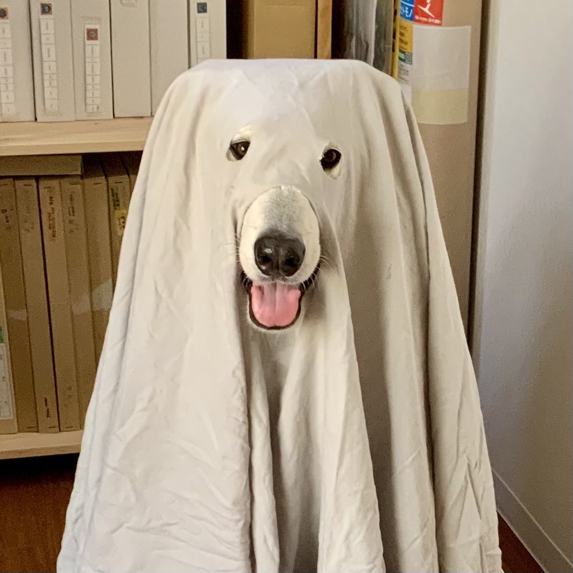 一枚布でハロウィンの仮装をしたイッヌが可愛いが 某キメラに見えてしまう皆さん トラウマ回 Togetter