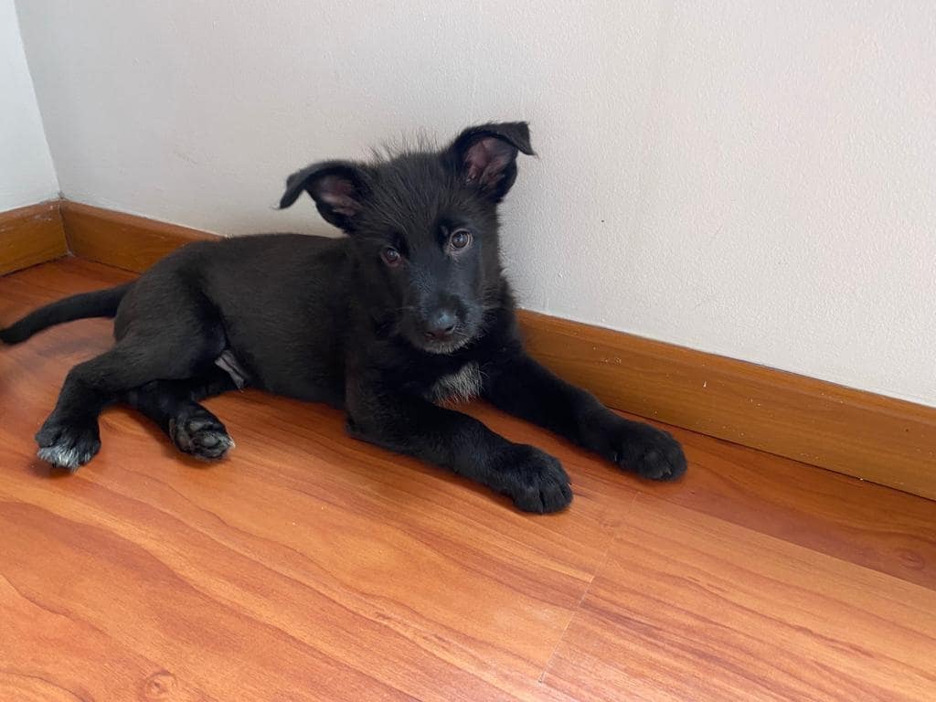 FundacionLucila's tweet photo. Negritos en adopción 🖤

El negro, el mejor color, el que combina con todo 😁🖤🤭. https://t.co/yQxxfc6jeY