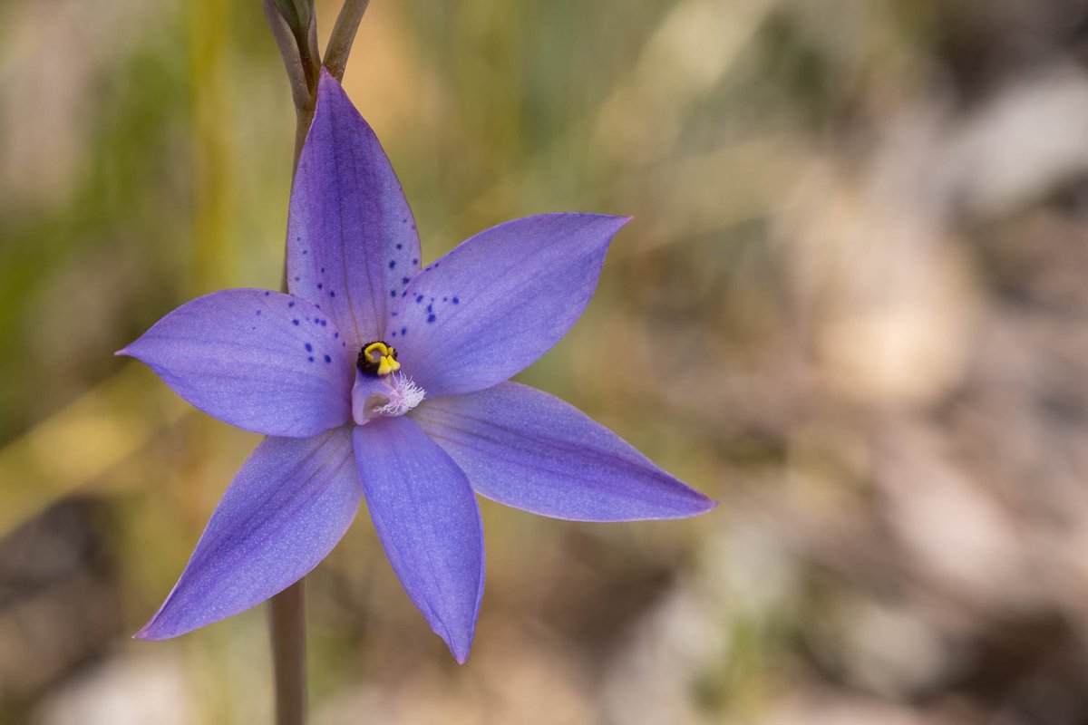 Thelymitra ixioides - Spotted Sun #Orchid
