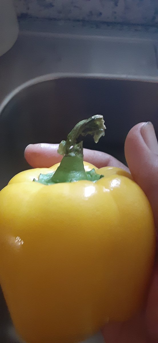 bigbencompany's tweet photo. #GoodDay friends, on this lovely Saturday October 23\2021
Here is an interesting fact #yellowBellpepper is loaded with over one hundred percent of Vitamin C. Just half serving has more than 100%. #Redbellpepper is more superior vegetables than.
©️®️2021 B.B.Welderufael https://t.co/ac3h1m7rXE