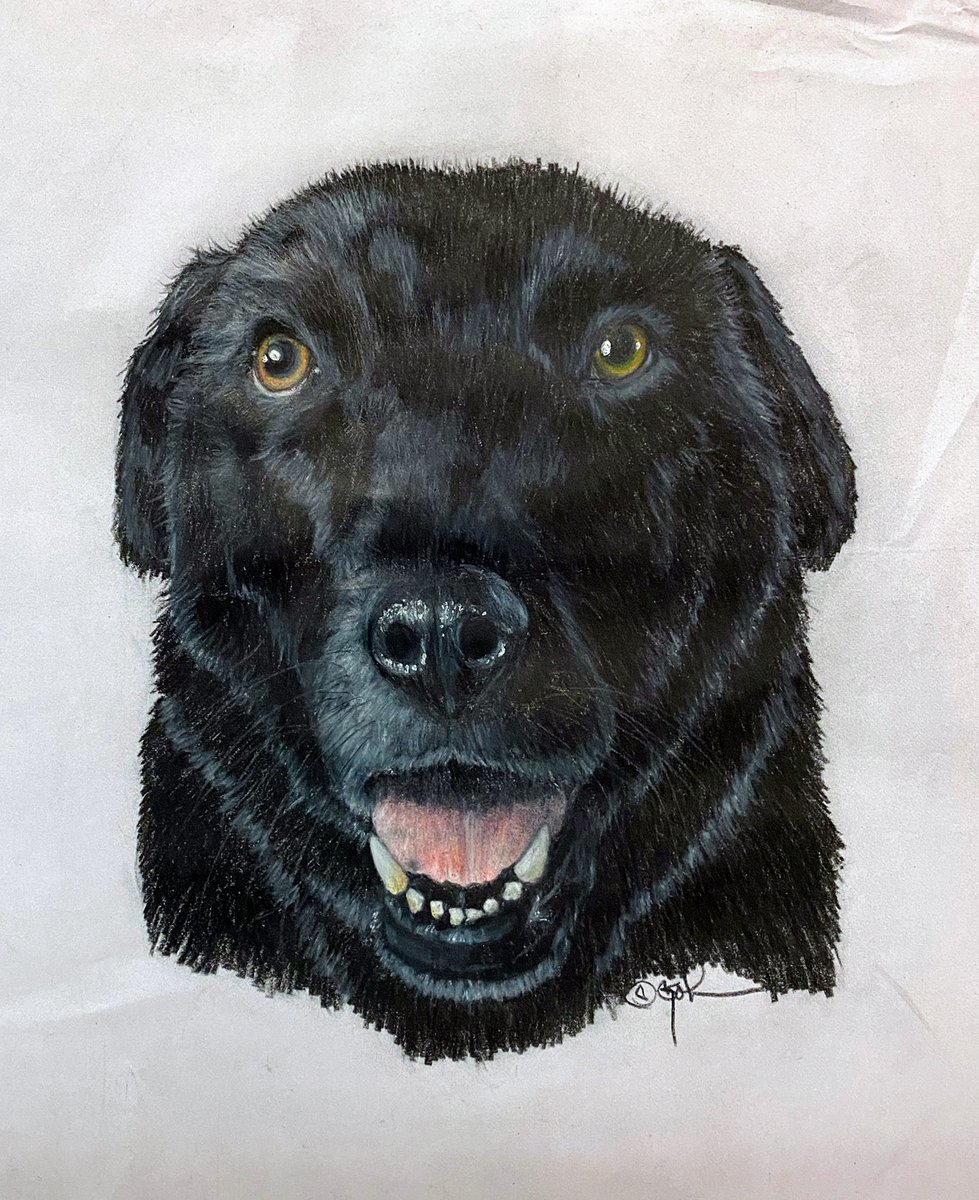 DeborahStJohn8's tweet photo. I finished two commissions today. One is a Chihuahua and the other is a black lab. Both were done with colored pencils but on different surfaces.Both with owner permissions. Enjoy!
#coloredpencil #pets #Chihuahua #labradorretriever #animalart #foreverpets https://t.co/c0VePhxk3J