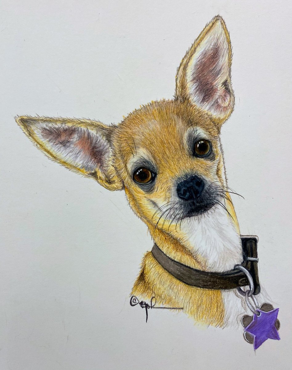 DeborahStJohn8's tweet photo. I finished two commissions today. One is a Chihuahua and the other is a black lab. Both were done with colored pencils but on different surfaces.Both with owner permissions. Enjoy!
#coloredpencil #pets #Chihuahua #labradorretriever #animalart #foreverpets https://t.co/c0VePhxk3J