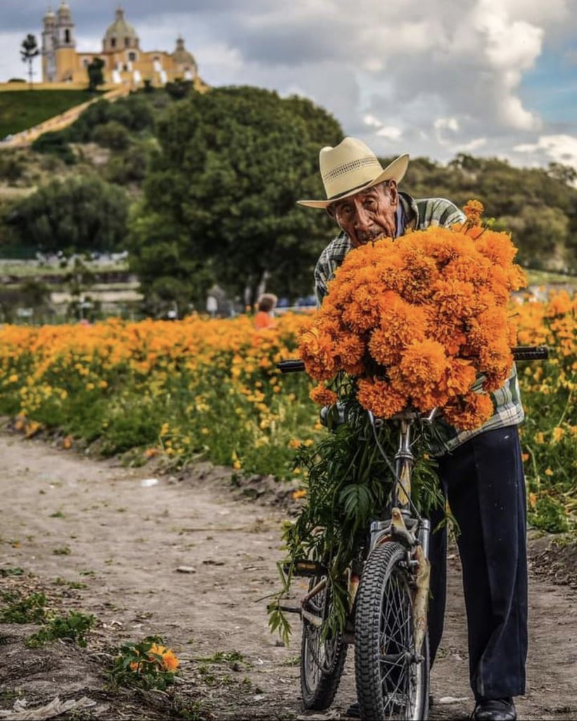 jenarovillamil's tweet photo. Espléndida y bella imagen de Puebla. El cempasúchil y la sabiduría milenaria https://t.co/V4AfyBhwXS