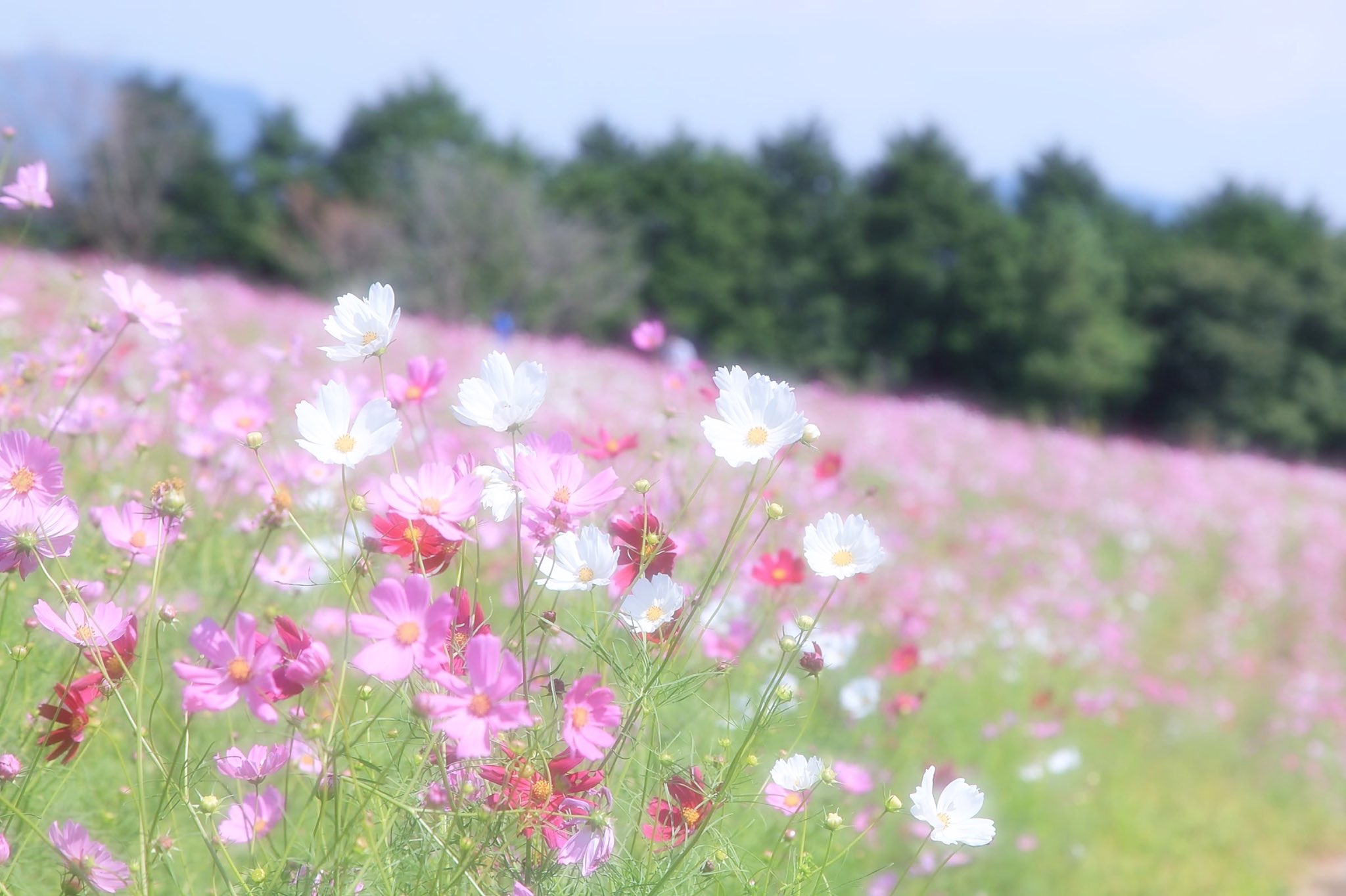 コスモス花宇宙館 Twitter Search Twitter