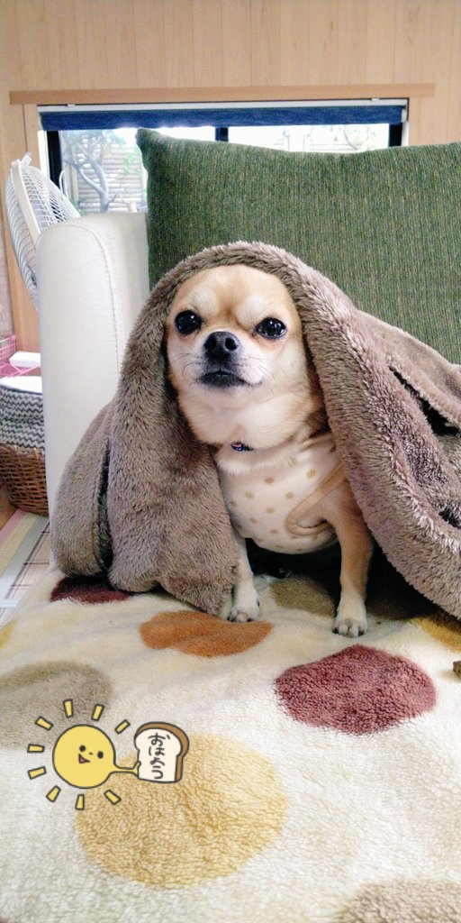 寒がりチワワ Twitter Search Twitter