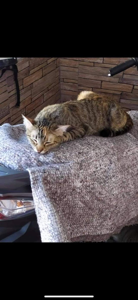 PetsLalinea's tweet photo. LOLA
#PERDIDA #LALÍNEADECONCEPCIÓN 
POR CALLE GIBRALTAR
ESTÁ CASTRADA
NO TIENE CHIP 
CONTACTO +34 608 29 84 30

#MEHEPERDIDO #MEHASVISTO 

https://t.co/GhpCwbQ1Og https://t.co/YFZGb8fYPN
