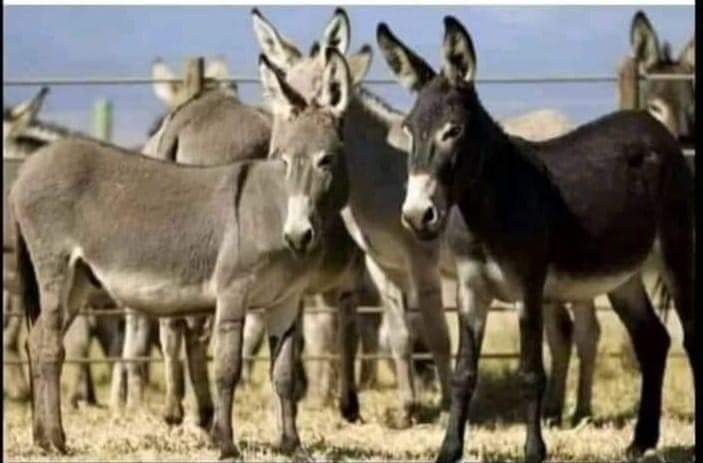 ये ही वे प्राणी हैं जिन पर तेल, बिजली, आटा, घी, चीनी, गैस, पैट्रोल आदि महंगा होने का कोई फर्क नही पड़ता..!

😉😉😉