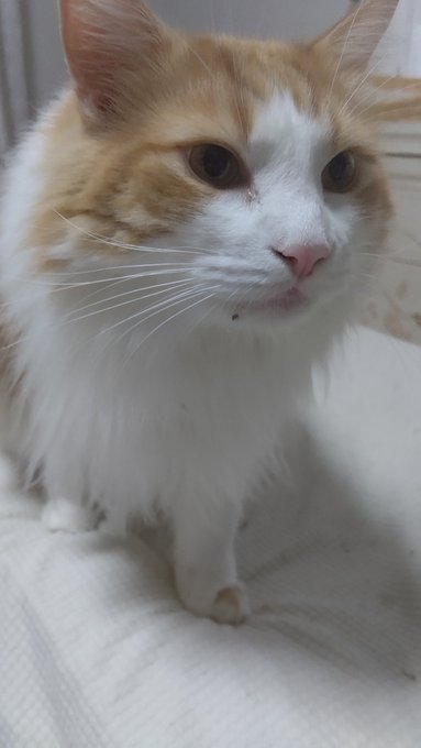 #ノルウェージャンフォレストキャット#猫のいる暮らし #ネコチャン来て欲しい#ネコチャンカワイイ 