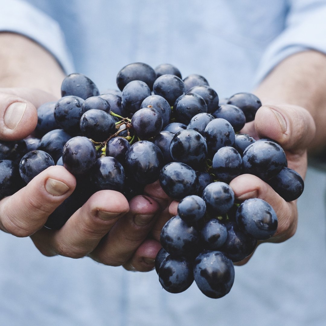 OakandFront's tweet photo. Did you know a single (750 ml) bottle of wine can contain up to 600-800 grapes?! 🍇 

 #wine #winelover #winefacts #wineinfo https://t.co/ciNYhOgW7D