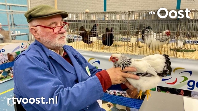 Meer dan 400 dieren gekeurd in Vollenhove: "Een kampioen wordt niet geboren, maar gemaakt" bit.ly/3nmoDrn #rtvoost