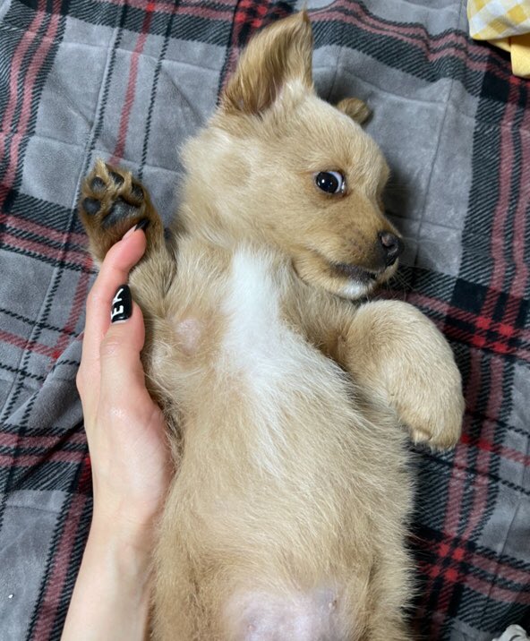 mingzalin's tweet photo. 'chị không rành mấy chuyện này đâuㅠㅋㅋ'

'ừ chị là bà ngoại đấy'

'không được'

'ở đây thì không có được'

'xin giới thiệu đây là nurongji!'

'hehe'

'chị nuôi bé được một tháng rồi, loài hay được nuôi ở quê đó'

'chị là mẹ của nurongji'

'con trai iu❤️' https://t.co/CawuEKgqBD