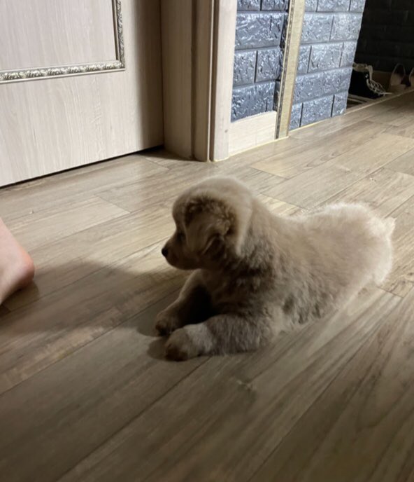 mingzalin's tweet photo. 'chị không rành mấy chuyện này đâuㅠㅋㅋ'

'ừ chị là bà ngoại đấy'

'không được'

'ở đây thì không có được'

'xin giới thiệu đây là nurongji!'

'hehe'

'chị nuôi bé được một tháng rồi, loài hay được nuôi ở quê đó'

'chị là mẹ của nurongji'

'con trai iu❤️' https://t.co/CawuEKgqBD