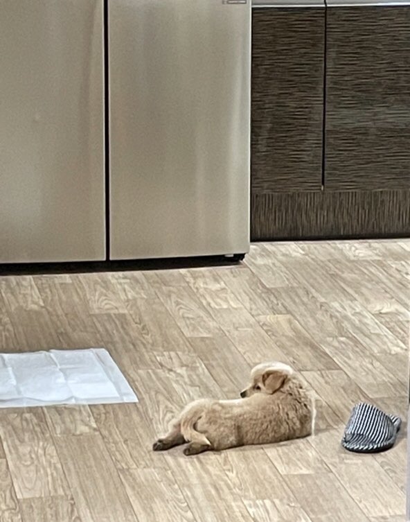 mingzalin's tweet photo. 'chị không rành mấy chuyện này đâuㅠㅋㅋ'

'ừ chị là bà ngoại đấy'

'không được'

'ở đây thì không có được'

'xin giới thiệu đây là nurongji!'

'hehe'

'chị nuôi bé được một tháng rồi, loài hay được nuôi ở quê đó'

'chị là mẹ của nurongji'

'con trai iu❤️' https://t.co/CawuEKgqBD