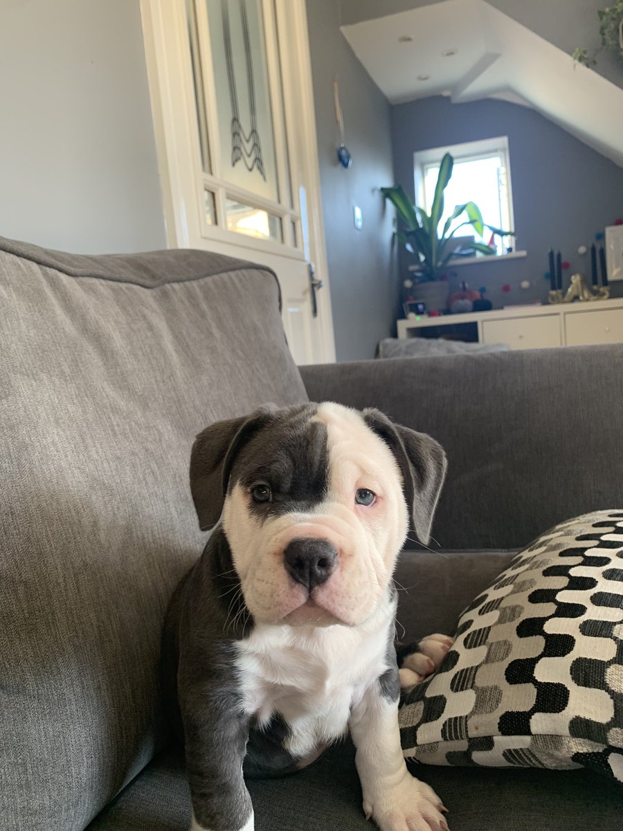 Puppy 🐶 love 💗