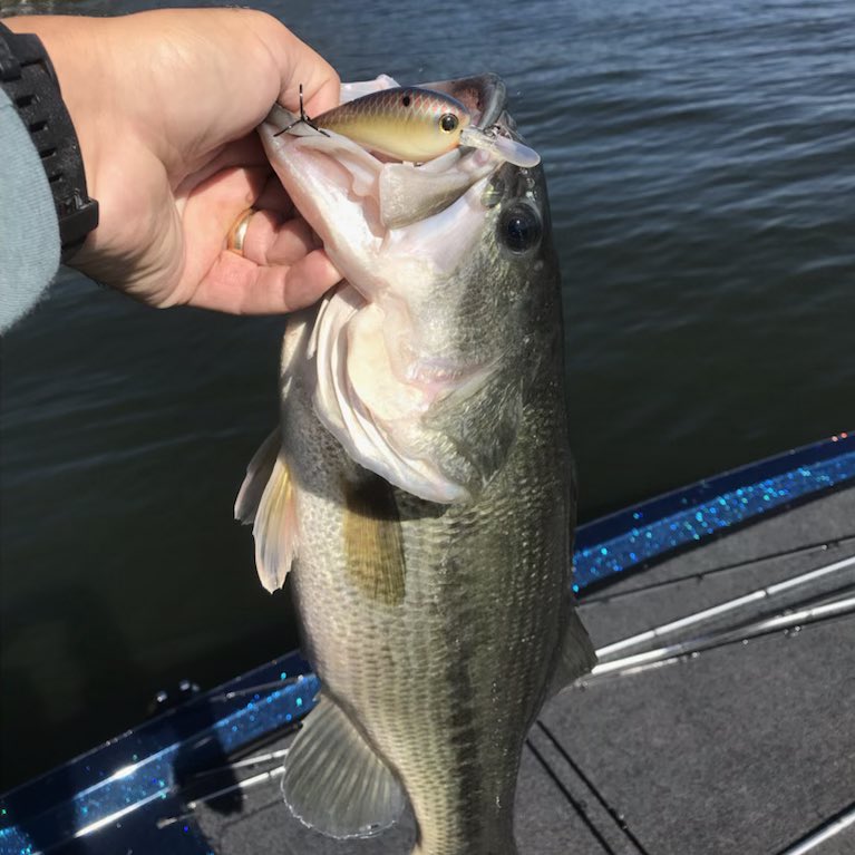 TeamLintner's tweet photo. All Of The Pautzke Fire Gels On Deck🔥 Update #firegel #pautzke #pickwickpractice
Details: Applied Pautzke SHAD Fire Gel to Jackall Bling 55. THEN changed depth, +SHAD Fire Gel to my custom color Jackall MC60MR = 🎣
#tacklewarehouse #vexusboats #daiwa #sunline #jackalllures https://t.co/Flr7d2Jqlo