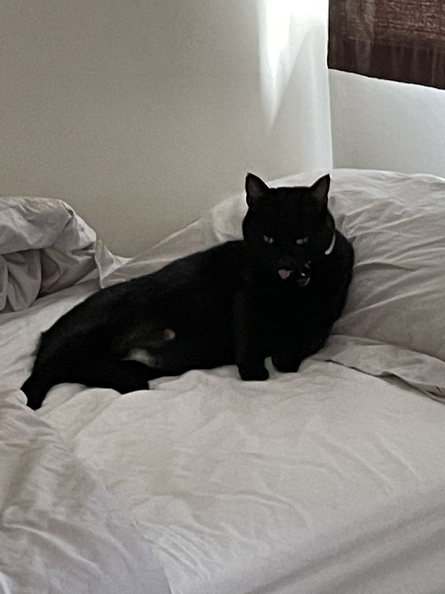 hashebeen's tweet photo. @Elinuuuhhh Happy #Caturday from one Skittles to another 😻😻 https://t.co/LXP3JsJEP6
