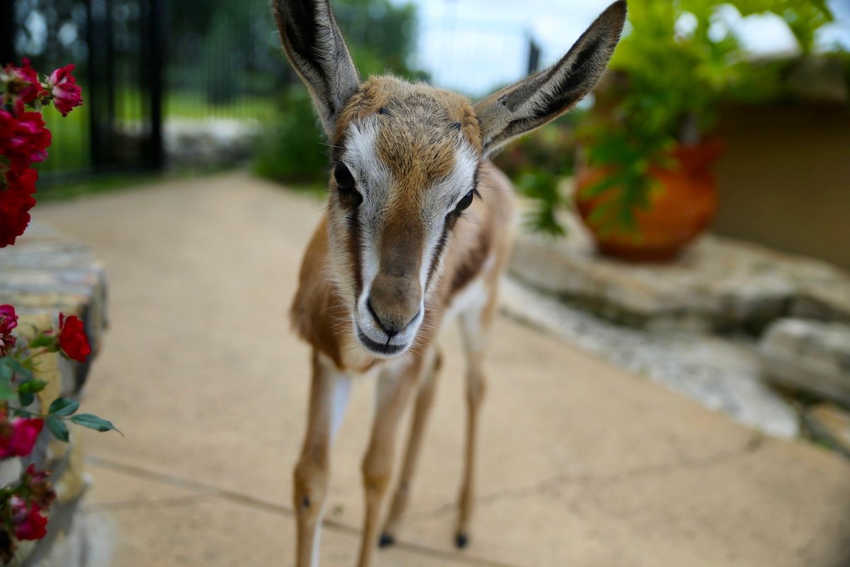 discodantheman's tweet photo. #springboksaturday
Bottle baby springbok we raised a while back. He was certainly a challenge. His mother was lost in his first few days. He was high strung to say the least but worth every all effort in this situation.
#bottlebabies #texasranching #faithinnature #jet https://t.co/SBFFwae8Xb
