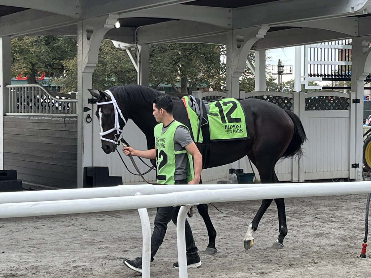 LBBStables's tweet photo. He’s still a beast…
#Excursionniste https://t.co/9COBwRCBRp