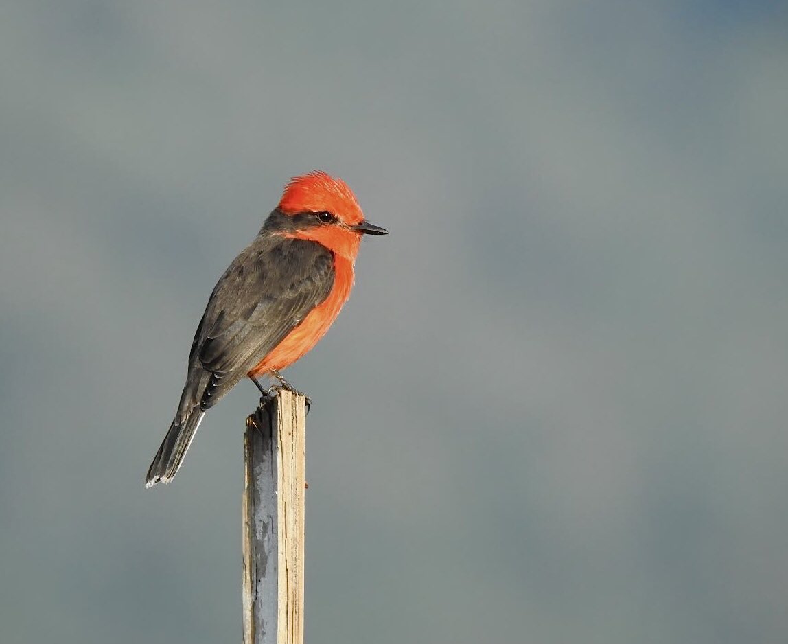 #spamdecadapajaritoensupalito con el siempre fotogénico pechirojo.