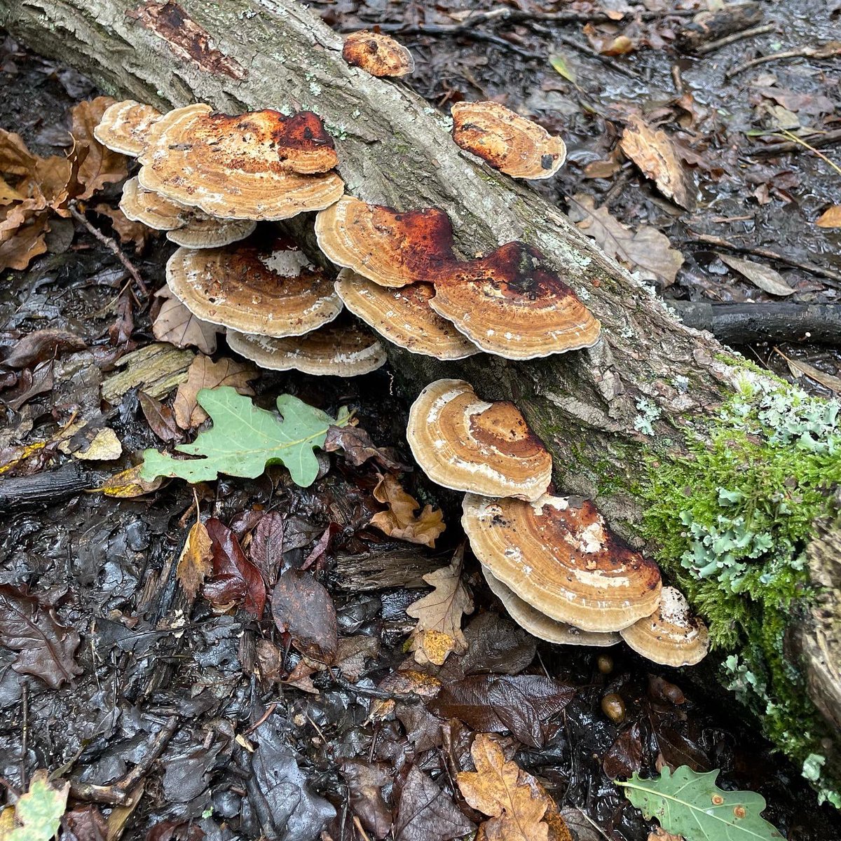 fionamcbride's tweet photo. All the wild mushrooms π
Took a lovely walk on Ditchling Common Country Park today, saw loadsa mushrooms π
#DitchlingCommon #WildMushrooms #BeingInNatureIsGoodForTheSoul https://t.co/cj7ZGX3dW4