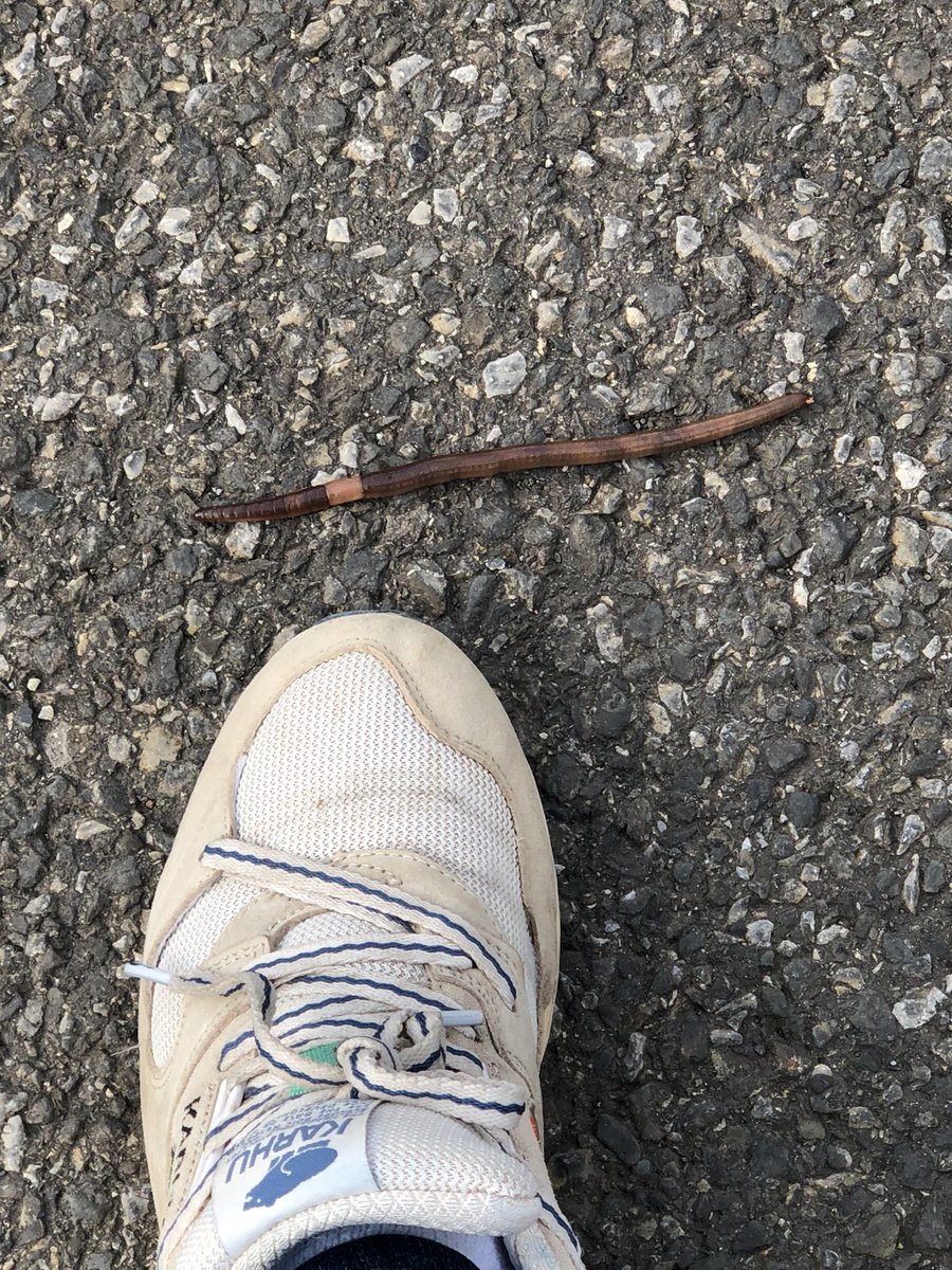 Gary Shteyngart tweet media