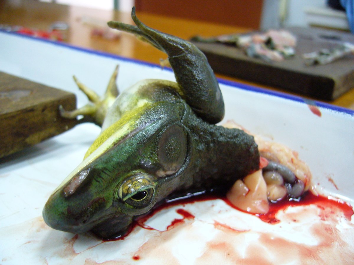 peta's tweet photo. No student should have to come face to face with this cruelty in the classroom—it’s traumatic. #CutOutDissection https://t.co/8Gl3ygfwf7