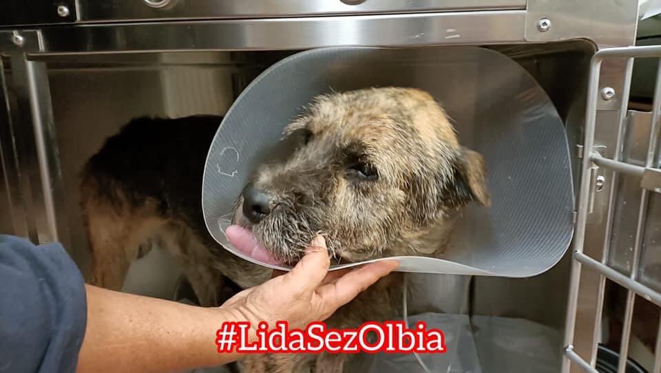 LidaSezOlbia's tweet image. #Spillo sta meglio, prosegue il #postoperatorio in degenza presso il nostro ambulatorio. È proprio bravo, non immaginate quanto.
Mangia al momento cibo Liquid della #RoyalCanin.
Grazie a chi ci aiuta.
lidaolbia.it/donazioni.html

facebook.com/media/set?vani…