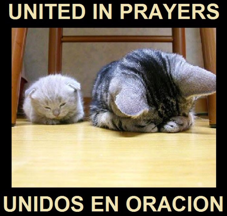 catgirl321's tweet photo. @debsspencer1 Me and efurryone here sending sweet Claudia MASSES and MASSES #pawpurrayers and #healingpurrs help keep her well and strong💜🙏🏻🐾 #weeti #pawcircle #CKDFightClub https://t.co/TtRucnyIym