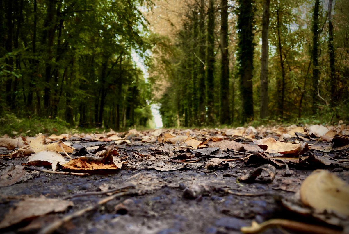 DRaj_Rathore's tweet photo. @BraydenCreation #Autumn #ourforest #walkthroughwoods #fall #October #autumn2021 #OakPark #NaturePhotography #TwitterNatureCommunity #StreetinFall #AutumnColors #Carlow https://t.co/YKS0tyfJuP