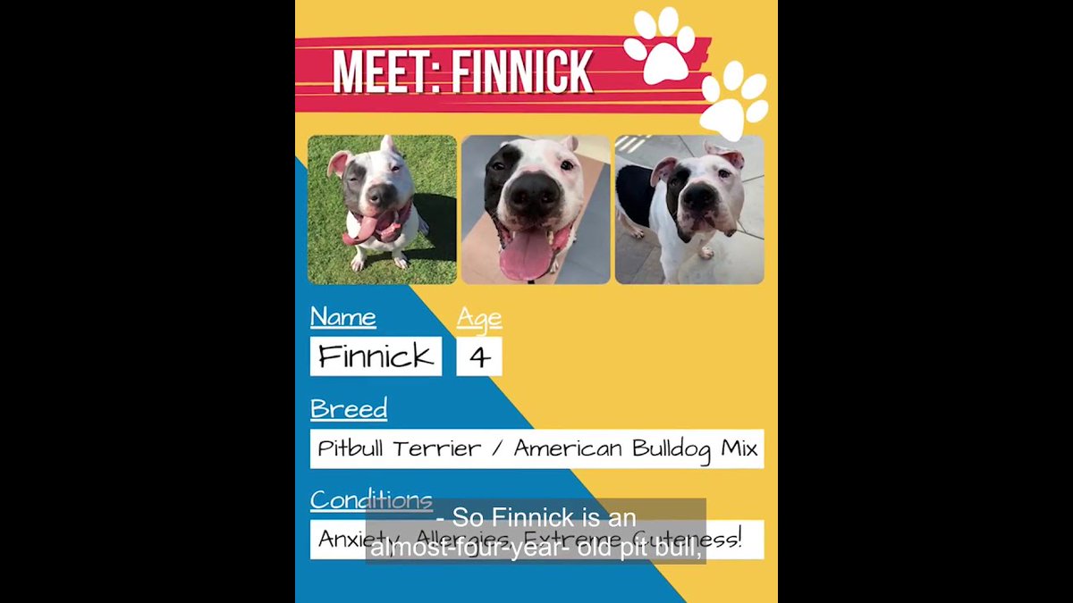 #edibles #cbdoil #prerolls #cannabis  #vapejuice #cannabiscommunity Meet Finnick! A dog who suffered from severe anxiety and allergies. This lead his owner, Jenny, to try Hemp Dog Health products. Watch now for the full and ...
source https://t.co/0GIzXoCzIZ #cbdedibles #delta8 https://t.co/rPzKLWlr4e