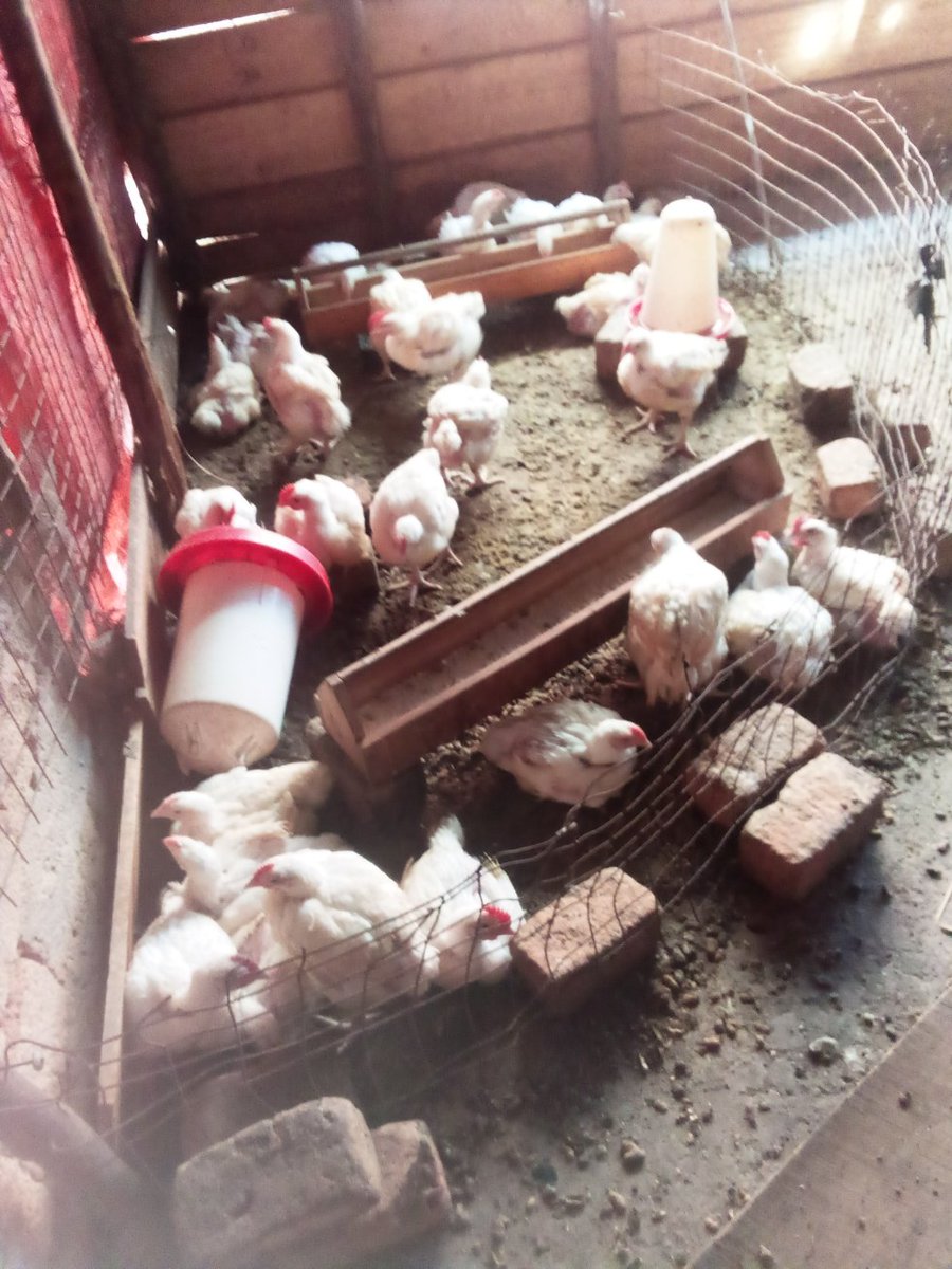 Place your order for broilers today and get your desired service only at shamma poultry solutions, joggo..
We also offer delivery services.
0771211089/0705727870
"Your satisfaction, our priority".