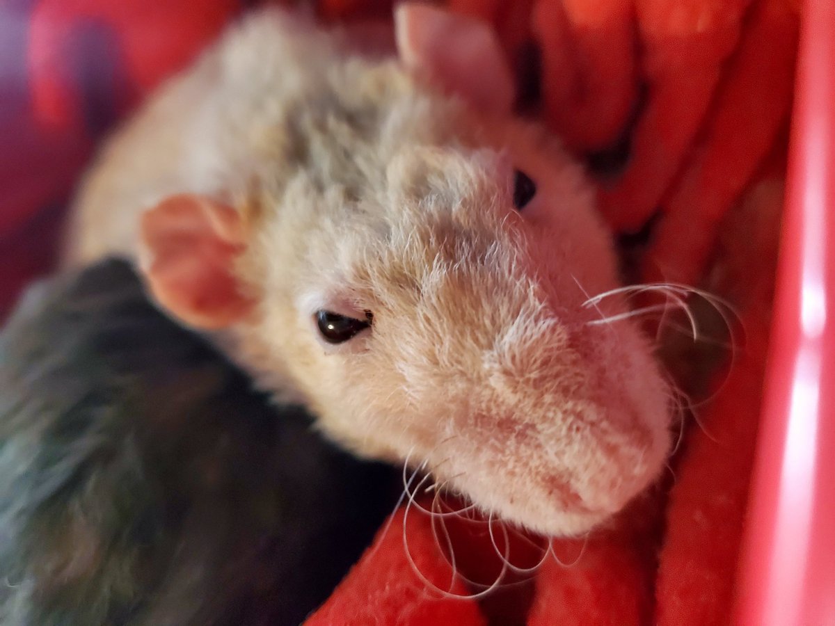 This is Basil. I would commit seven counts of arson for basil. No rating because I'm biased but oh man.