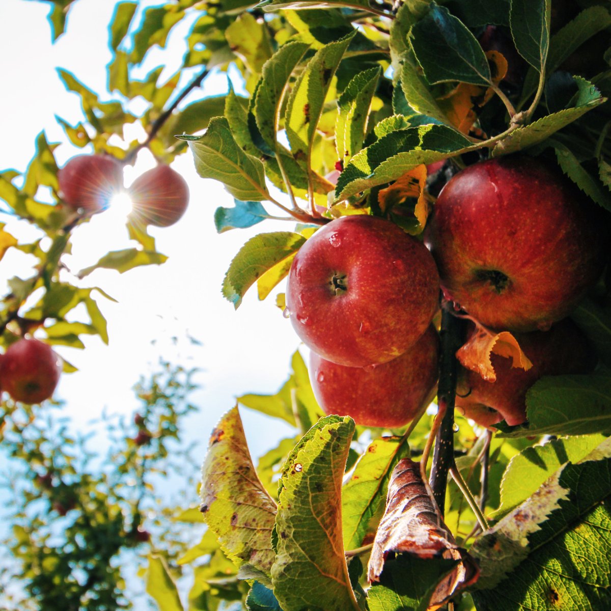 All of our cider apples are organically grown just 3 miles away from Terminal 10. Can you taste the local love?