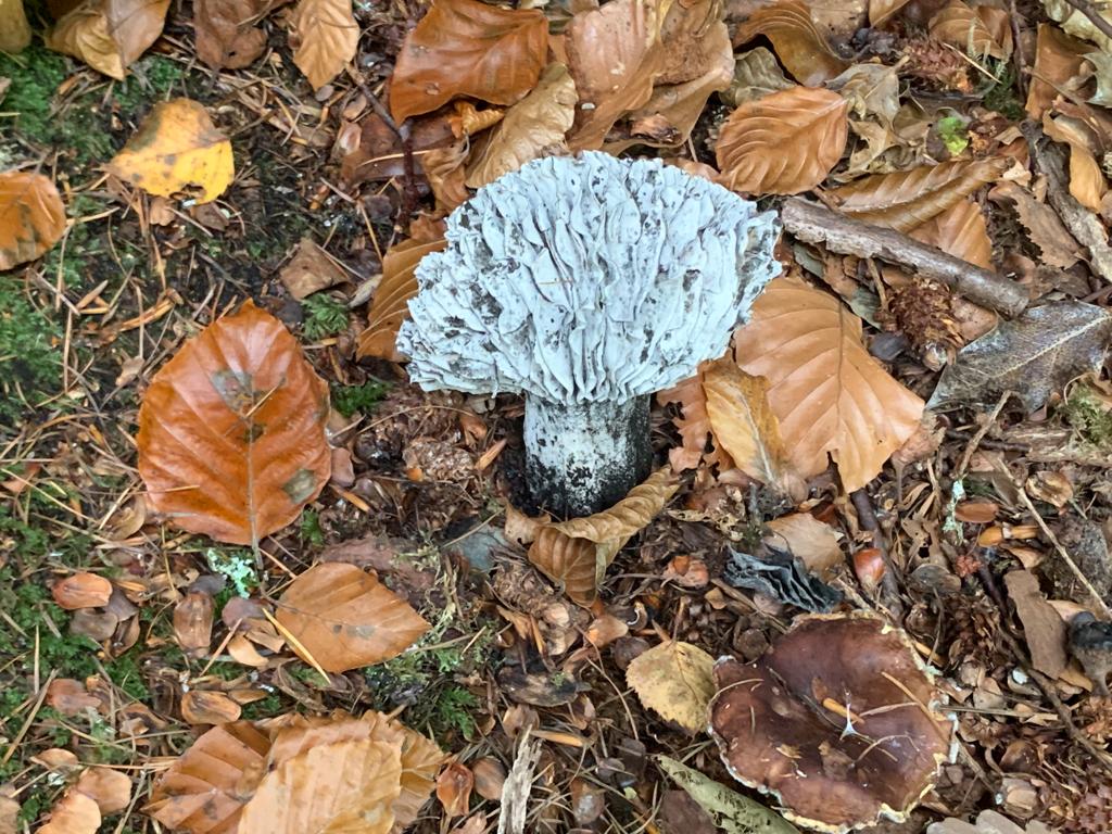 So, #fungi twitter, what is this? (The big weird one in the middle.) 
Found with beech and larch in Betws-y- coed. <a href="/BritMycolSoc/">British Mycological Society</a> any help pls? Found by Tony <a href="/FSCRhydyCreuau/">FSC Rhyd-y-creuau</a>