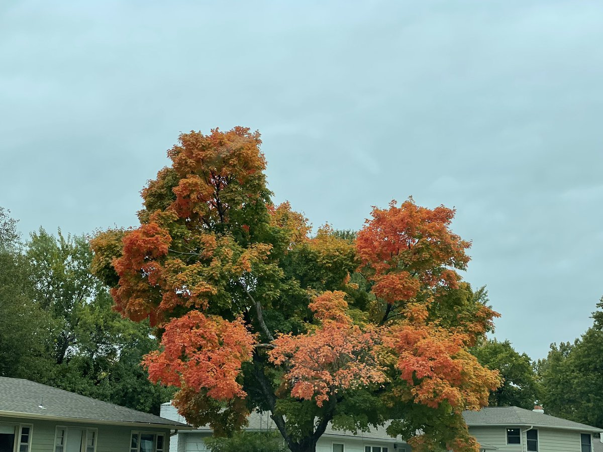 larryvillelife's tweet photo. Fall foliage is really blazing on a cloudy afternoon. Letโs see some pics, folks. #fallfoliagewars https://t.co/bGWdzabqom