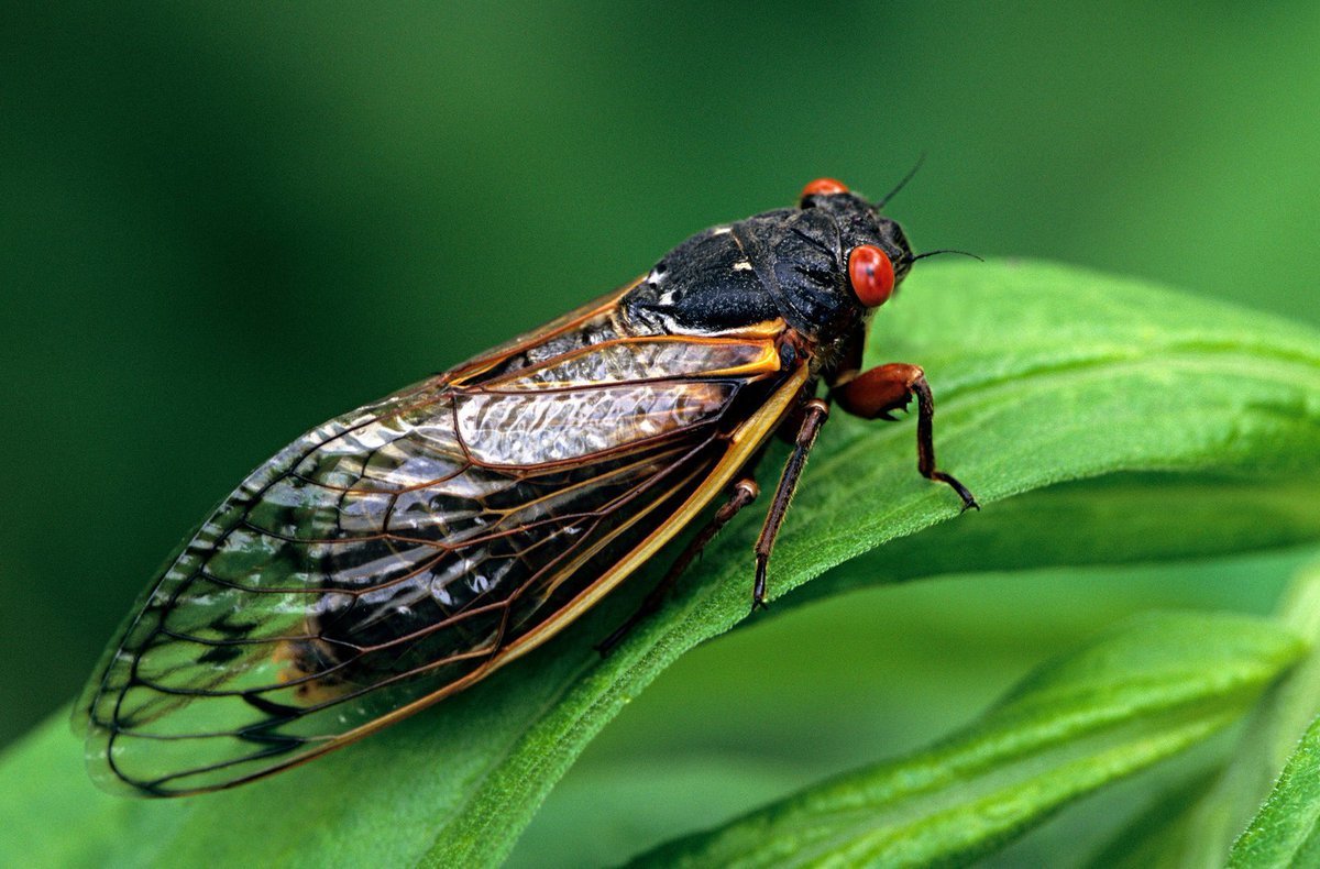 edissect's tweet image. Cicadas may have emerged in early June, but our episode on cicadas is out today! Learn about why periodical cicadas only leave the soil every 13 or 17 years, and how they're able to emerge together! Listen wherever you find your podcasts or at this link: anchor.fm/an-everyday-di…