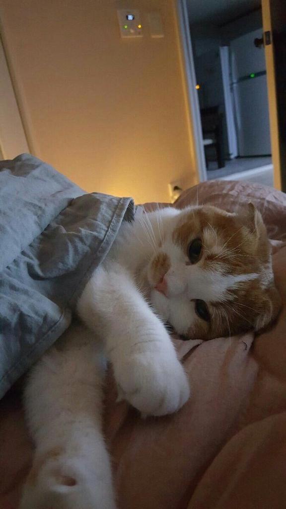 Чудо кровать митта. А где продается такая кровать чтоб рано. Детская в стиле бохо. А где продается такая кровать чтоб рано. Чудо кровать.