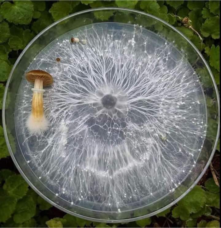 Así luce la parte principal del hongo, el Micelio, si lo cultivas en una placa Petri. El hongo en sí mismo es sólo un pequeño fruto (hifa) de un sistema subterráneo vivo generalmente invisible para el ojo humano.
De cada puntito blanco sale una seta. 
Del FB de Unai Extremo.