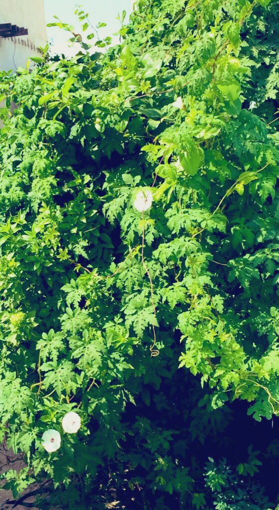 #﴿وَأُفَوِّضُ أَمْرِي إِلَى اللَّهِ إِنَّ اللَّهَ بَصِيرٌ بِالْعِبَادِ﴾