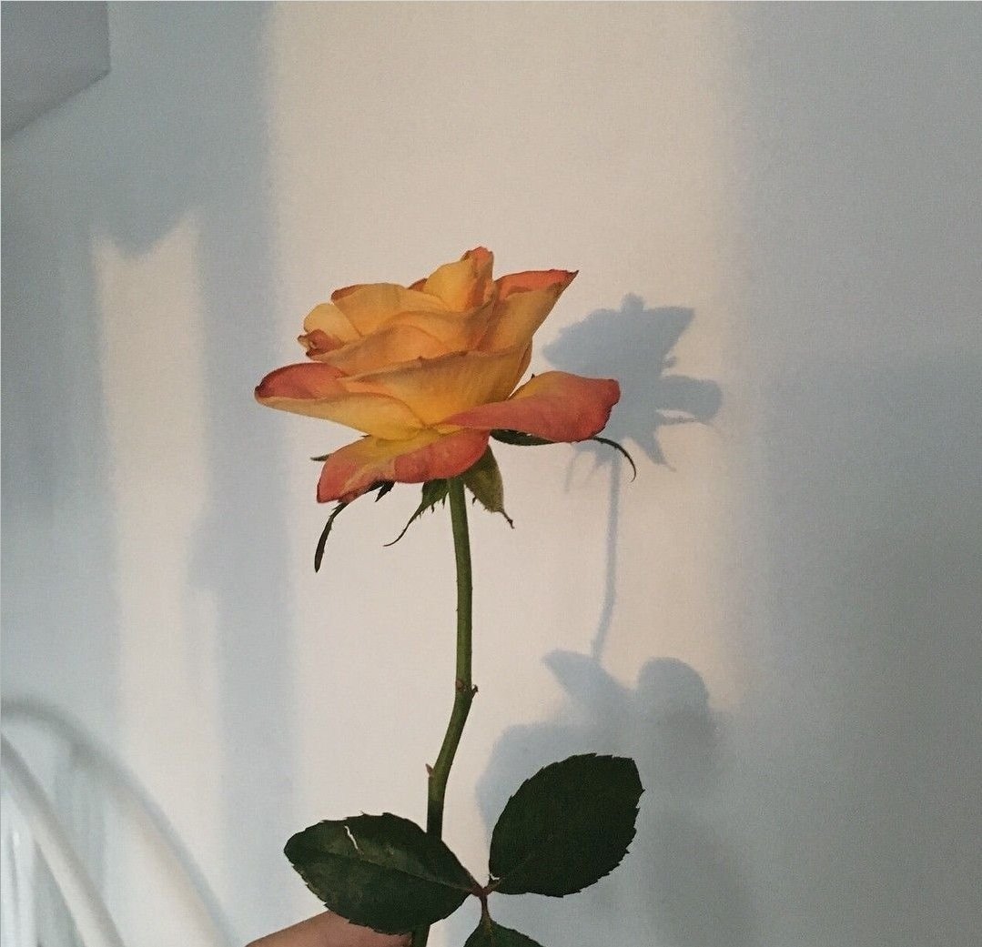 𝐁𝐈𝐂𝐇𝐎 𝐏𝐀𝐋𝐎. ✨🤍🔫 tweet media