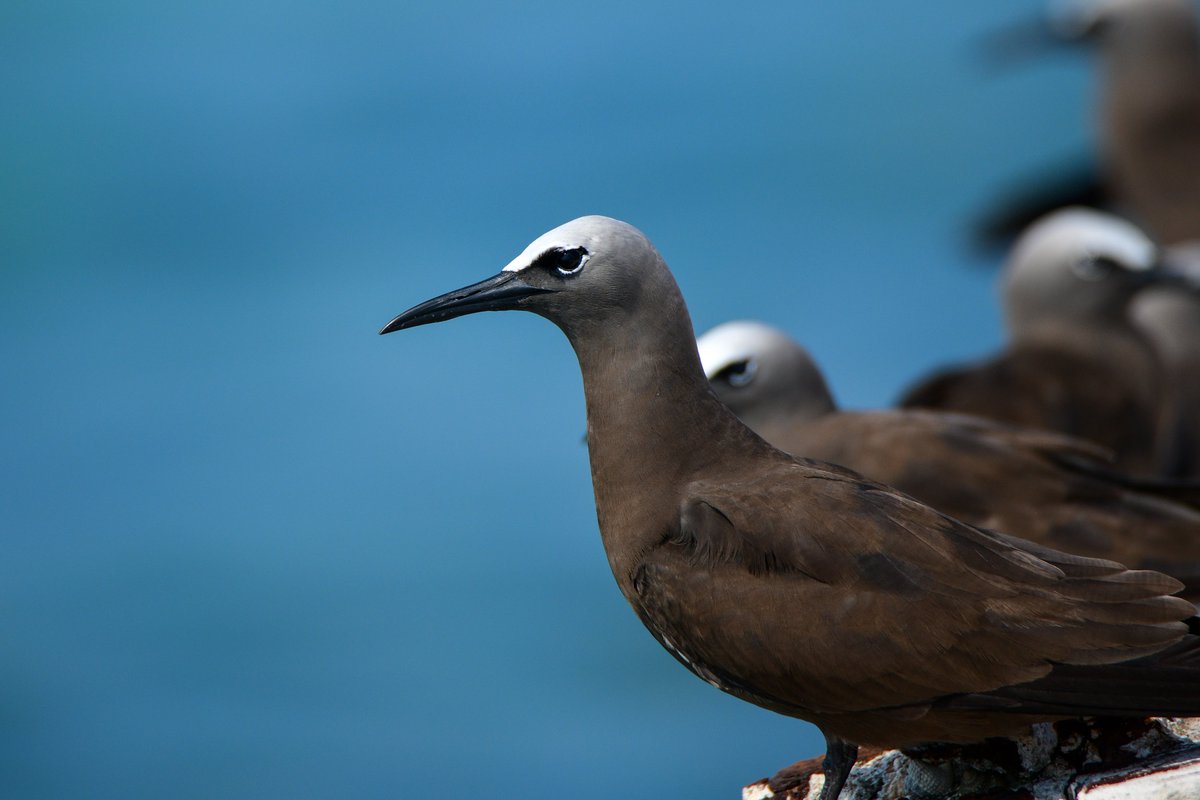 NewEnglandBirds's tweet photo. Sooty Terns and Brown Noddies

#DryTortugas #DryTortugasNPS #drytortugasnationalpark https://t.co/Fu71C2IJPA