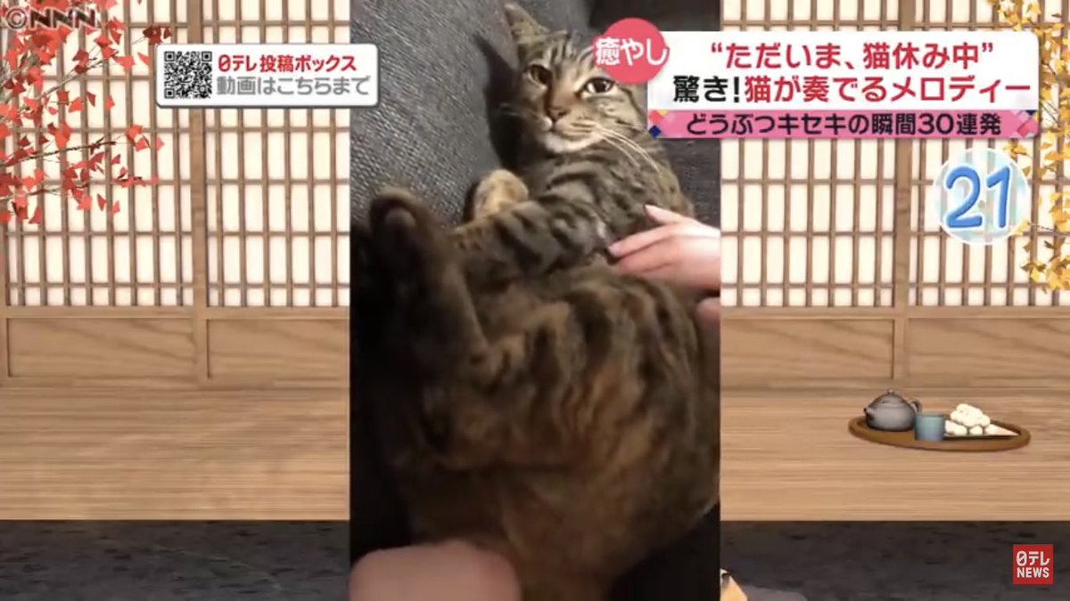 歌う猫のソラちゃん、飼い主が尻尾掴んで無理矢理声出させてたと知って