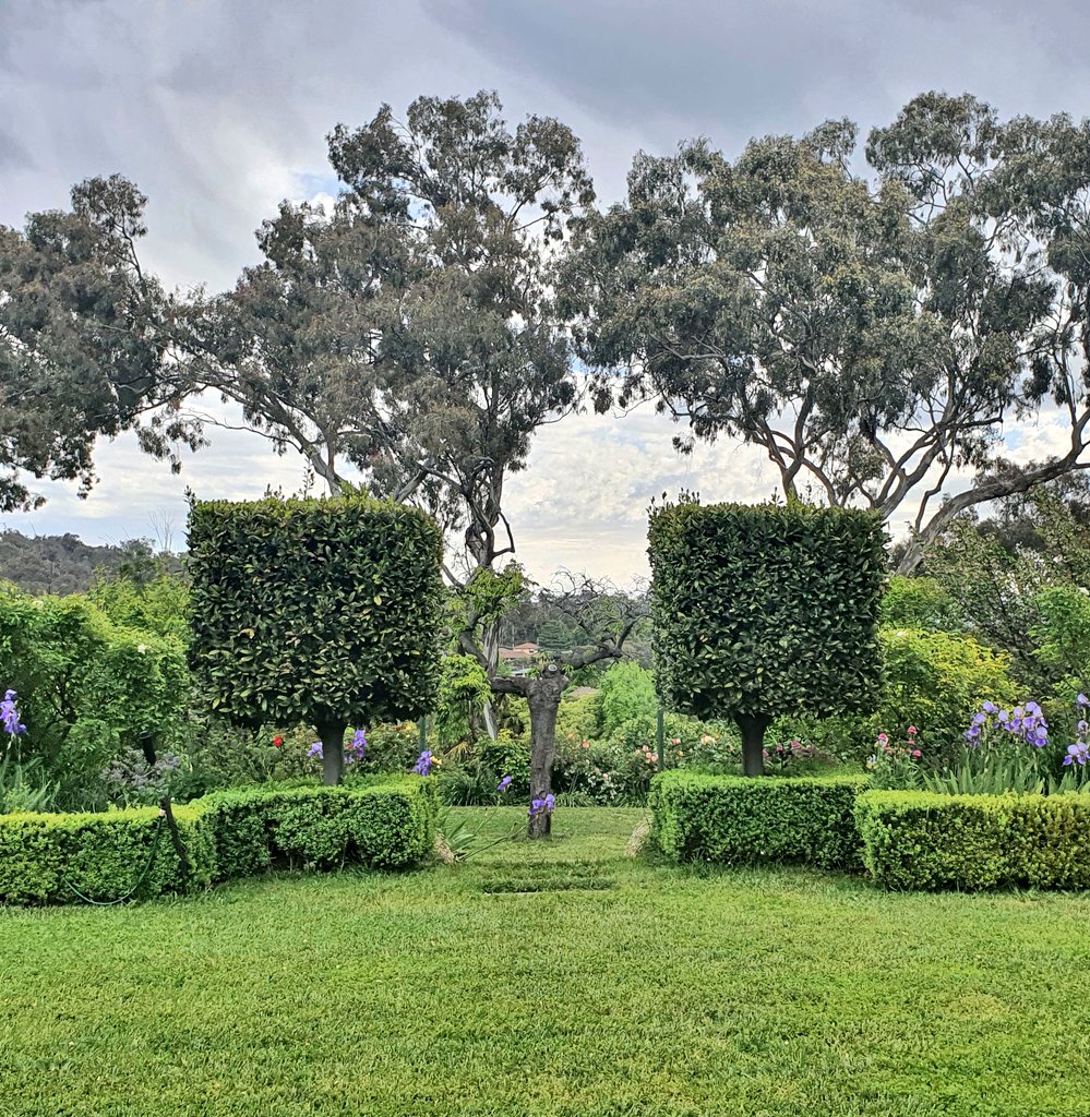 VickiTreadell's tweet photo. #goodmorning from #Canberra!
These two #baytrees remind me of sugar cubes. The first of our red #roses just visible alongside an abundance of #irises this year.
#gardens https://t.co/TJFDoUm093