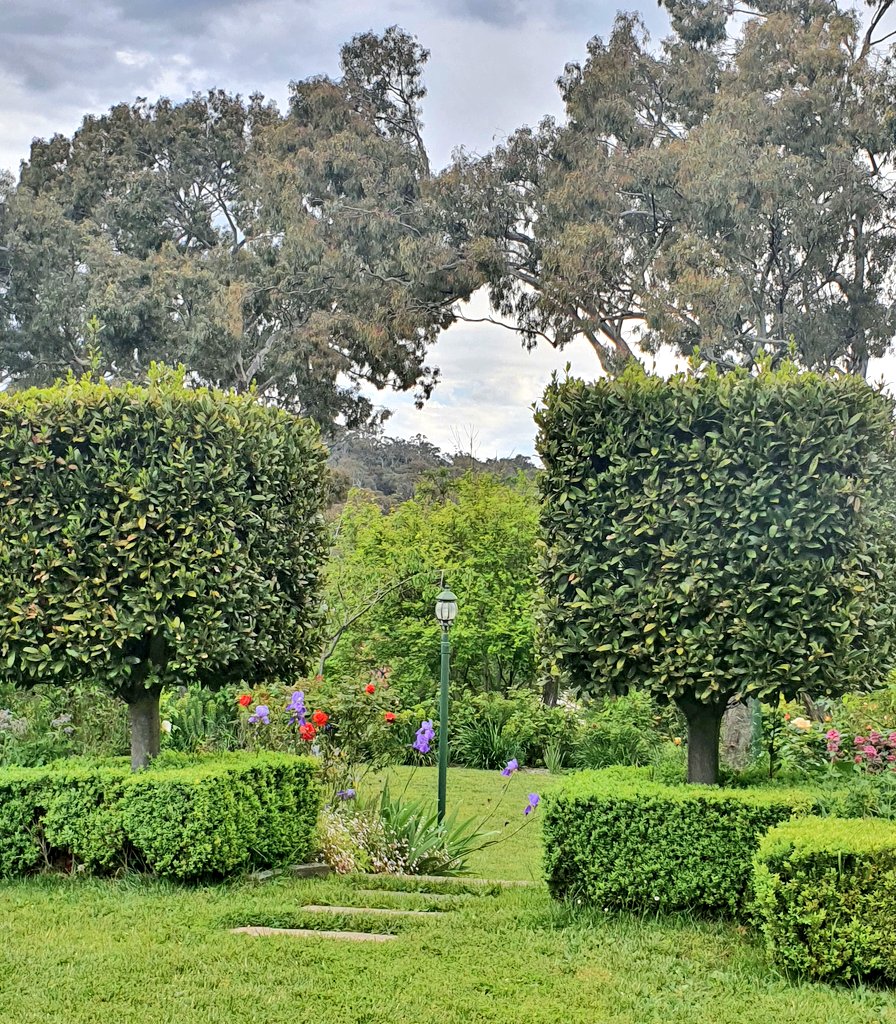 VickiTreadell's tweet photo. #goodmorning from #Canberra!
These two #baytrees remind me of sugar cubes. The first of our red #roses just visible alongside an abundance of #irises this year.
#gardens https://t.co/TJFDoUm093