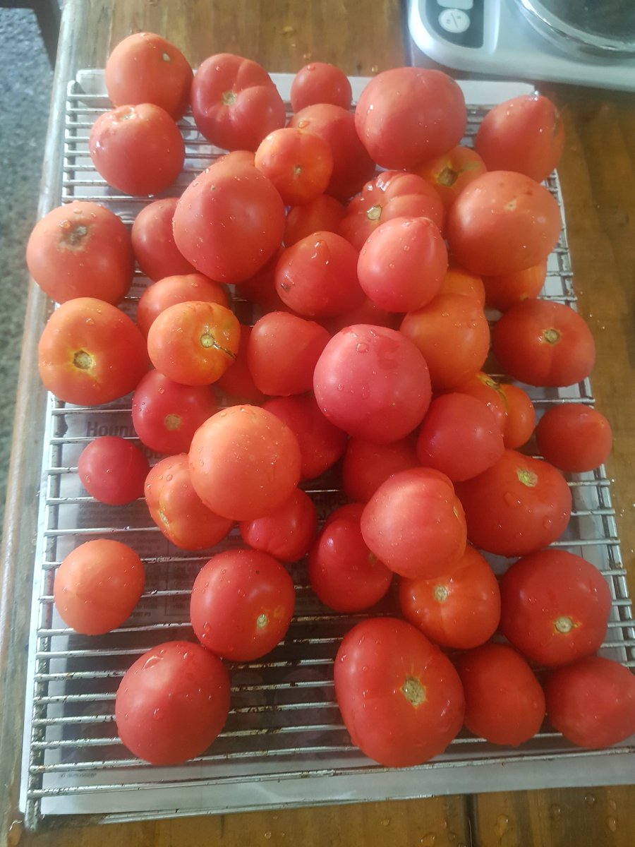 Dobboinaus's tweet photo. #TomatoDay delicious #Relishday from the BH cookbook 
#homegrown #urbanfarming the tomatoes a gift from neighbour https://t.co/mFoBoS8Y7j