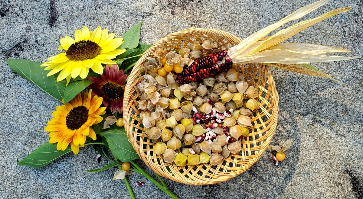 Did you know that several crops have been cultivated in Vermont for centuries by indigenous Abenaki tribes? Of great significance to the Abenaki are the "seven sisters." Read more about the history &amp; cultivation of these plants at go.uvm.edu/3501l.
