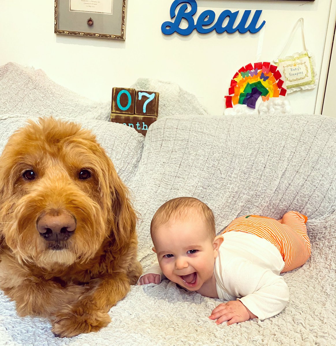 MorChuck21's tweet photo. Happy 7 months 2 my #ham of a lil bro. I swear, he’s delightful, I was just over pics in this moment. #morchuck21 #teamneversleep #sofluffy #t1d #diabetesawareness #diabeticalertdog #servicedog #dogsofinstagram #goldendoodles #dogs #dogoftheday #addictedtodogs #thoughtsofadog https://t.co/YVXwGFDsr1